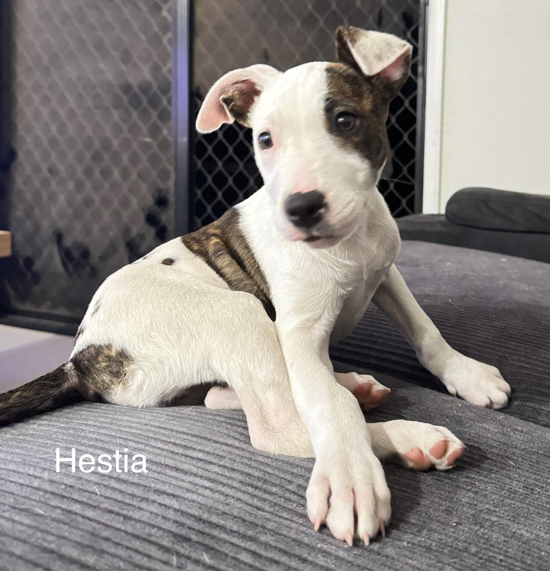 Hestia Hestia